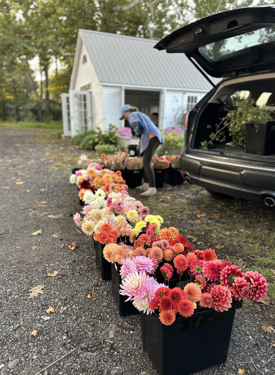 Apply to Be a Grower — Jersey Cut Flower Market